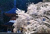 天野山金剛寺　文化財特別公開（4/15～4/18）